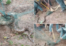 বিশালাকার অজগর সাপ উদ্ধার