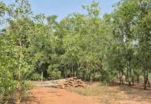 দিনে দুপুরে গাছ কেটে পাচারের চেষ্টা রুখলো গ্রামবাসীরা