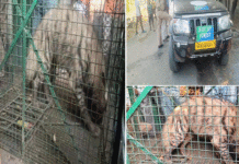 গৃহস্থের বাড়িতে ঢুকে পড়ল হায়না, প্রায় ১৮ ঘণ্টা পর উদ্ধার