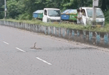 দুর্গাপুরের ব্যস্ততম রাস্তায় সাপের জেরে যানজট