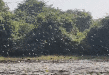 শীত পড়তেই কাঁকসায় পরিযায়ী পাখির ভিড়