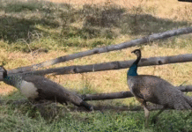 জঙ্গলমহলের গ্রামে বিরল চিত্র
