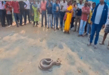 বস্তা ছিঁড়ে মাঝ রাস্তায় অজগর, জমলো ভিড়