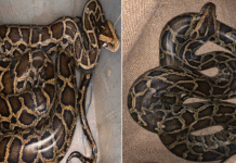 চিত্তরঞ্জন রেল কারখানা সংলগ্ন গাছ থেকে বিশালাকৃতির অজগর উদ্ধার