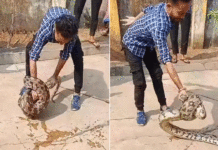 ফের লোকালয় থেকে বিশালাকার অজগর উদ্ধার