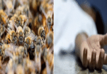 মৌমাছির কামড়ে মৃত প্রধান শিক্ষকের দেহে হাজার হূল