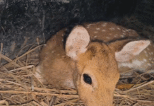 ফের বাঁকুড়ার জঙ্গলের রাস্তায় বেপরোয়া গাড়ির ধাক্কায় জখম হরিণ শাবক