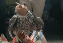 দুর্গাপুরে পাচারের আগেই উদ্ধার বাজপাখি, ধৃত ১