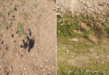 বাঁকুড়ার সিমলাপালে চিতাবাঘের আতঙ্ক!