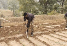 অবৈধ পোস্ত চাষ নষ্ট করল বনদপ্তর