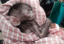 দলছুট সদ্যোজাত বানরকে উদ্ধার করে বনদপ্তরের হাতে তুলে দিলেন মহিলা