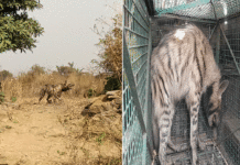 জামুড়িয়ার হায়েনা উদ্ধার, এলাকায় চাঞ্চল্য