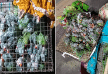 আরপিএফের অভিযানে ট্রেন থেকে উদ্ধার শতাধিক টিয়াপাখি