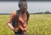 পোকার আক্রমণে ধান চাষ, মাথায় হাত চাষীদের