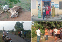 বজ্রাঘাতে মৃত দুটি গরু, আহত দুই ব্যক্তি
