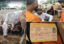 গবাদিপশু পাচারের অভিযোগে সরব বিজেওয়াইএম