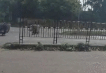আসানসোলে দিনের আলোয় কয়লা পাচার, ভাইরাল ভিডিও ঘিরে চাঞ্চল্য