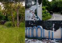 বুনো হাতির তাণ্ডবে আতঙ্ক বাঁকুড়ার গঙ্গাজলঘাটি এলাকায়